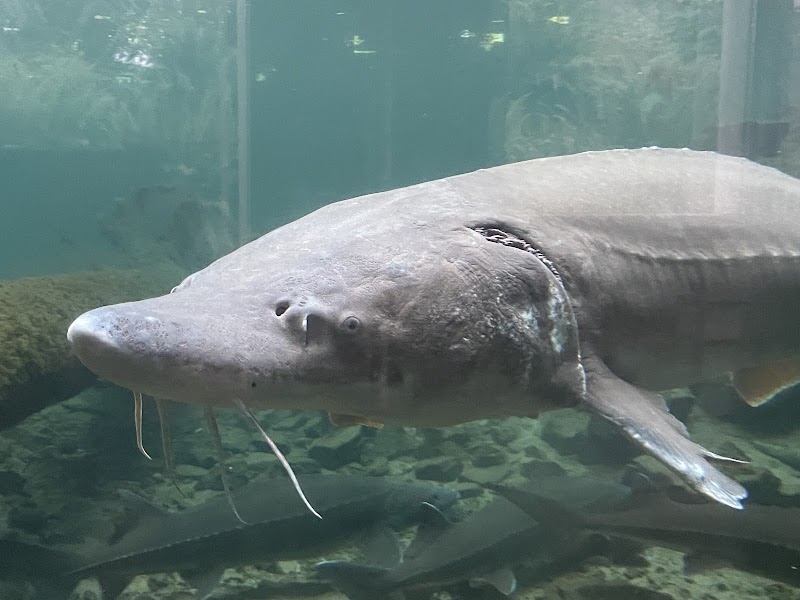 Bonneville Fish Hatchery - Photo 6