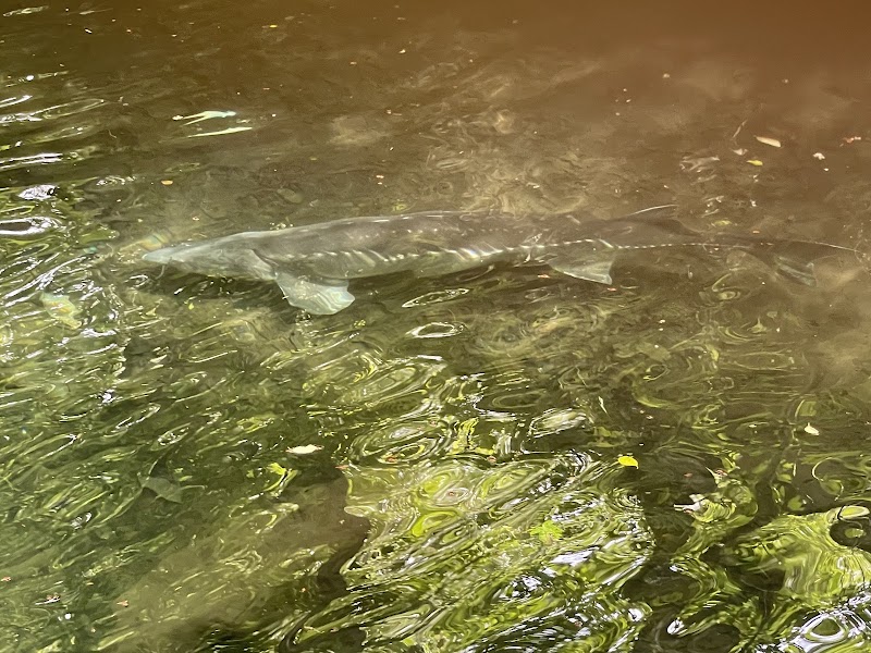 Bonneville Fish Hatchery - Photo 5