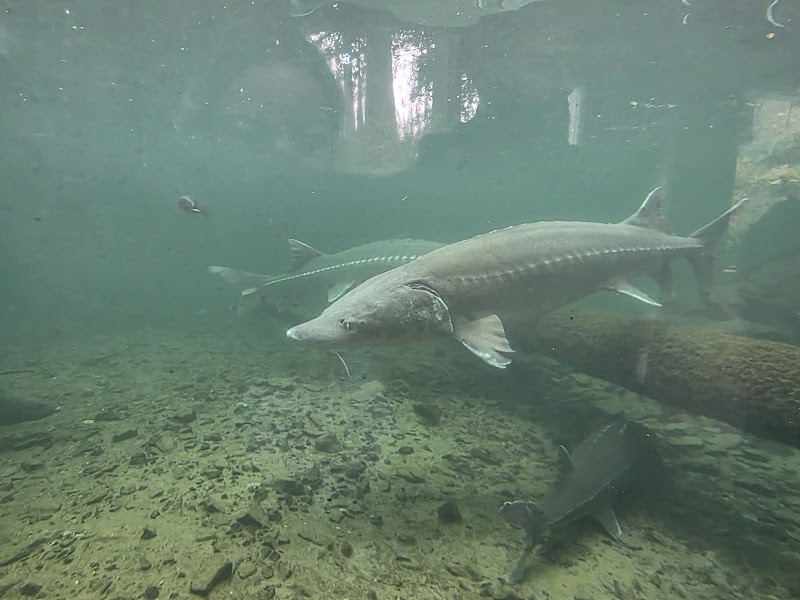 Bonneville Fish Hatchery - Photo 4