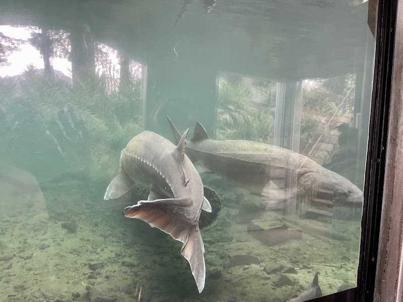 Bonneville Fish Hatchery - Photo 1