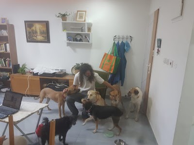 אמיר גיל- מאלף כלבים ופנסיון ביתי