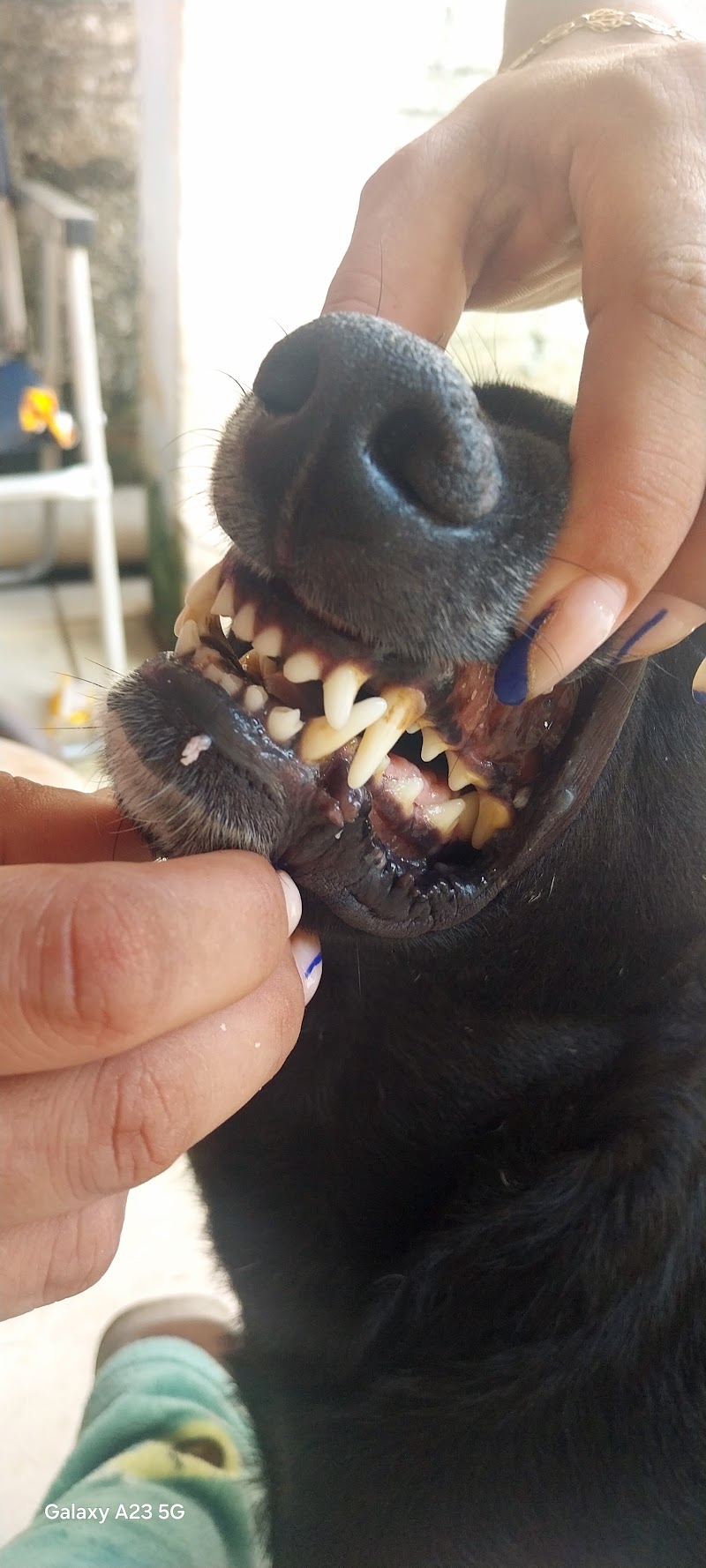 Foto de Clínica Veterinária DermaVet