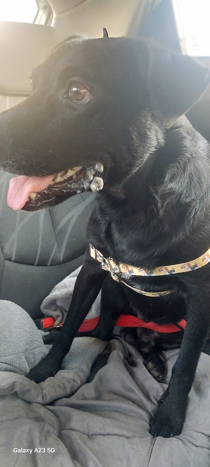 Foto de Clínica Veterinária DermaVet