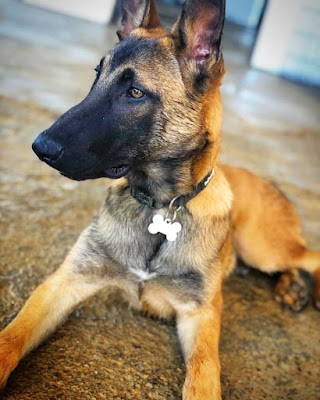 איתי כהן מאלף כלבים