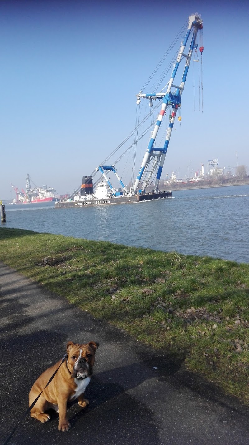 Pernis Waterfront