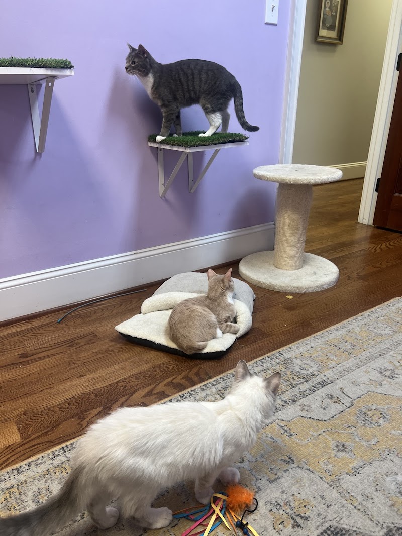 Cool Beans Cat Cafe photo 4