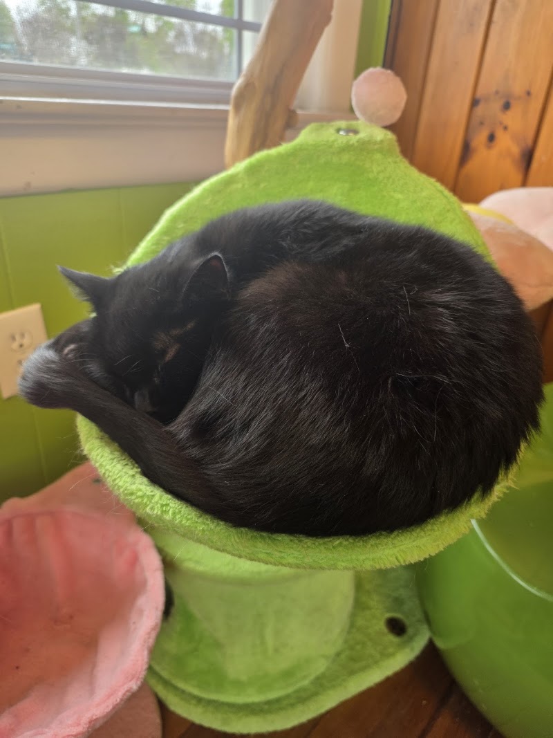Cool Beans Cat Cafe photo 4