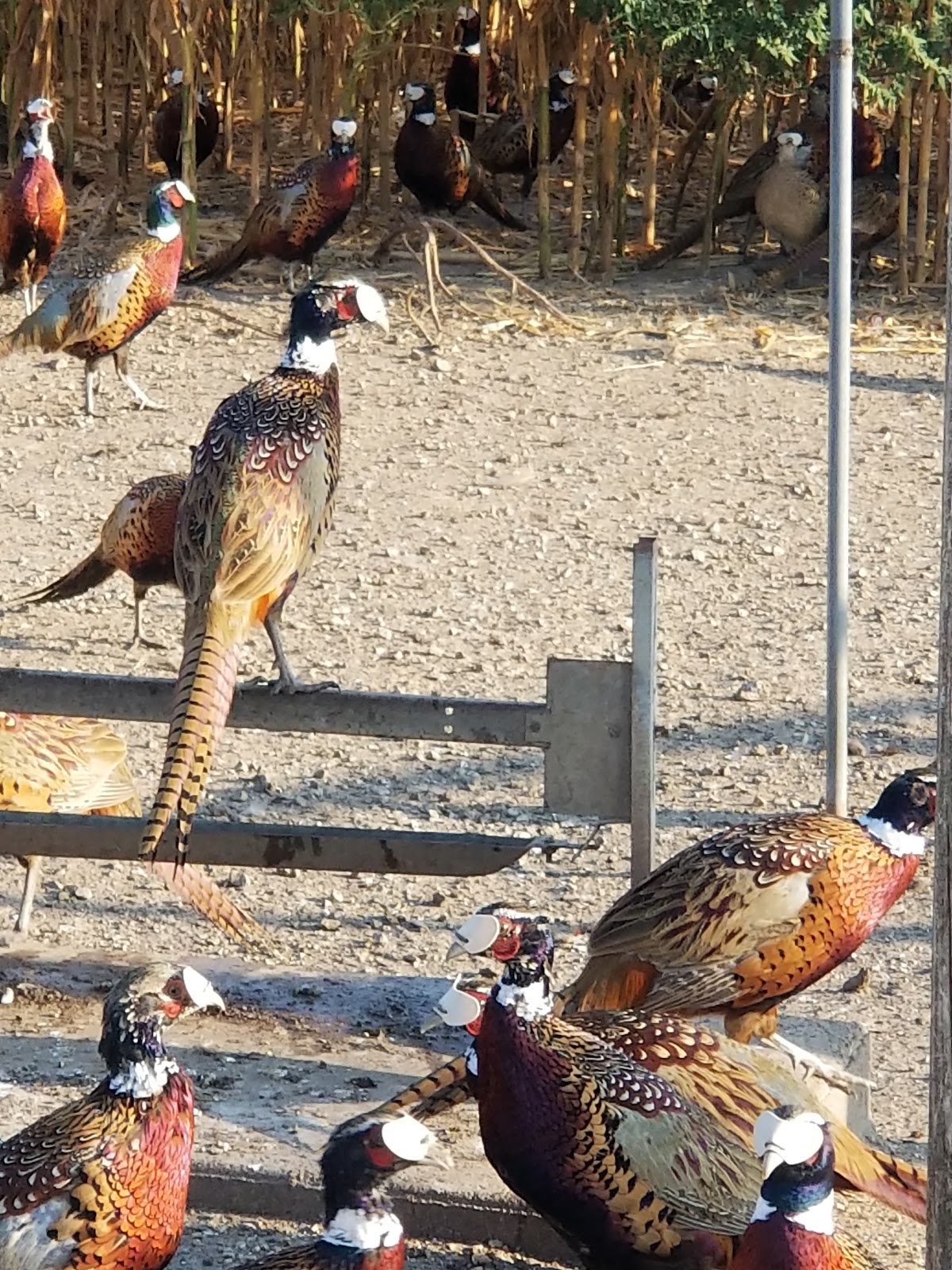 Flint Hills Game Farm, LLC