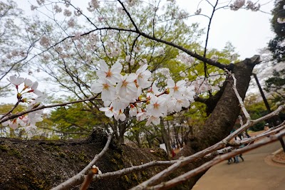 Yoyogi Park - 4