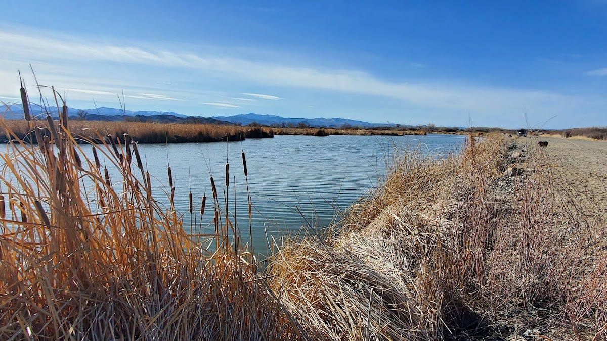 Mason Valley Wildlife Management Area