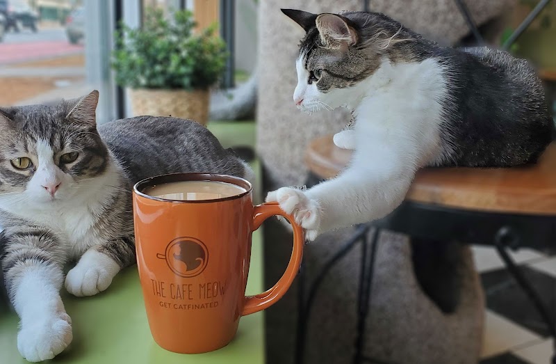 The Cafe Meow photo 3