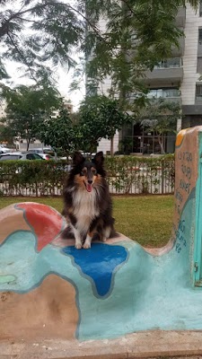 אילוף כלבים שובל | מטפלת רגשית באמצעות כלבים