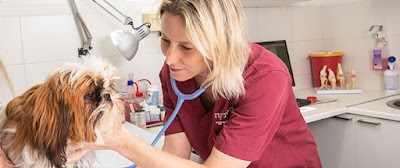 הקליניקה - מרפאה וטרינרית במרכז - שירותי וטרינר בתל אביב - מעל 17 שנות ניסיון