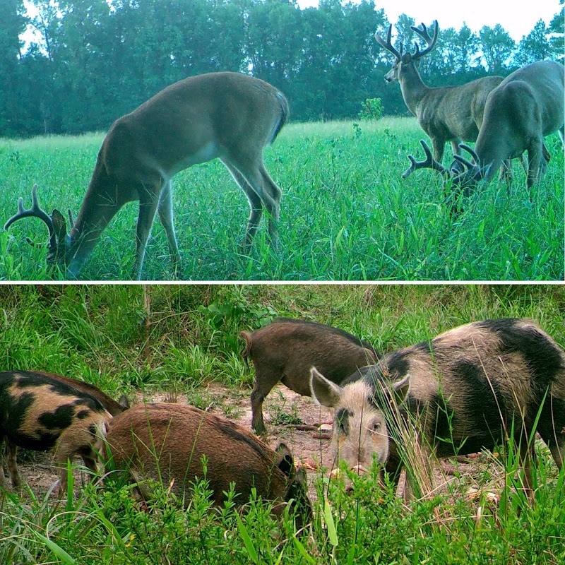 Palmetto State Hunting Lodge, LLC - Photo 3