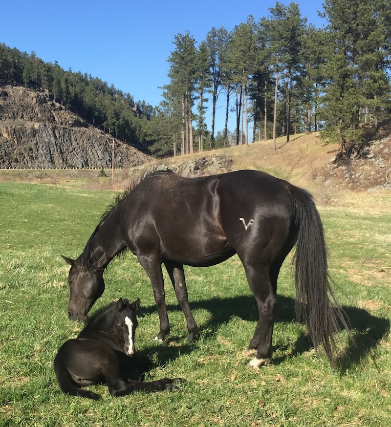 Double Diamond Ranch - Photo 4
