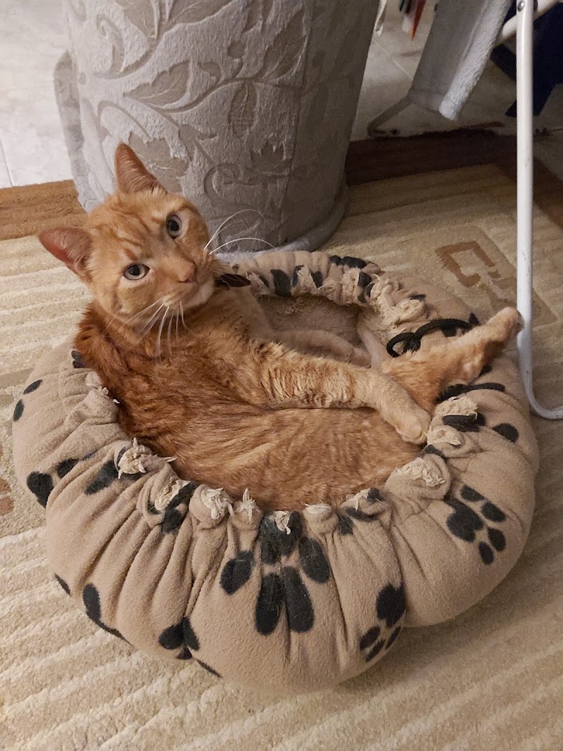 Blanquerna Centre Clínic Veterinari