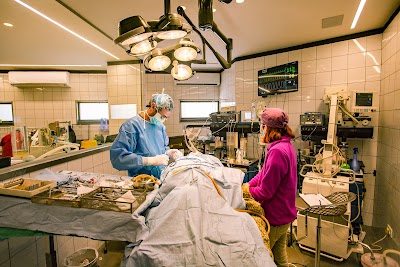 וטנוירו VetNeuro