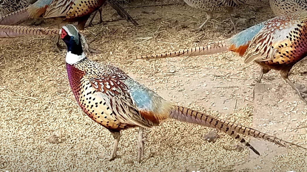 Desert Creek Sportsman's Club LLC