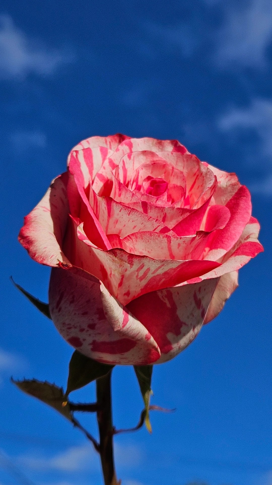 Brooklyn Flower Shop: Google Places image 5
