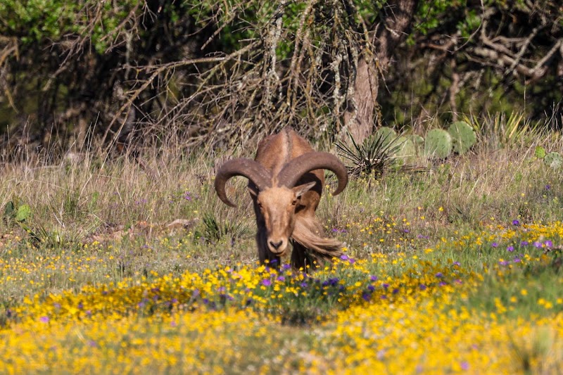 West Kerr Ranch - Photo 5