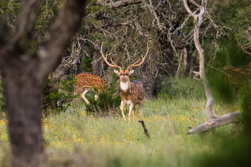 West Kerr Ranch - Photo 2