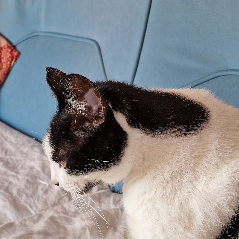 Centro Veterinario Darwin