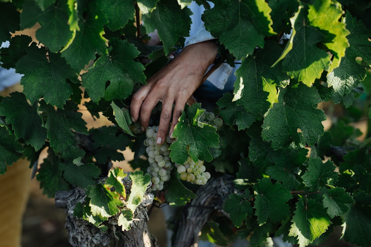 Tel Winery
