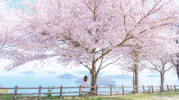 Secret Cherry Blossom Spots in Korea and Japan 2