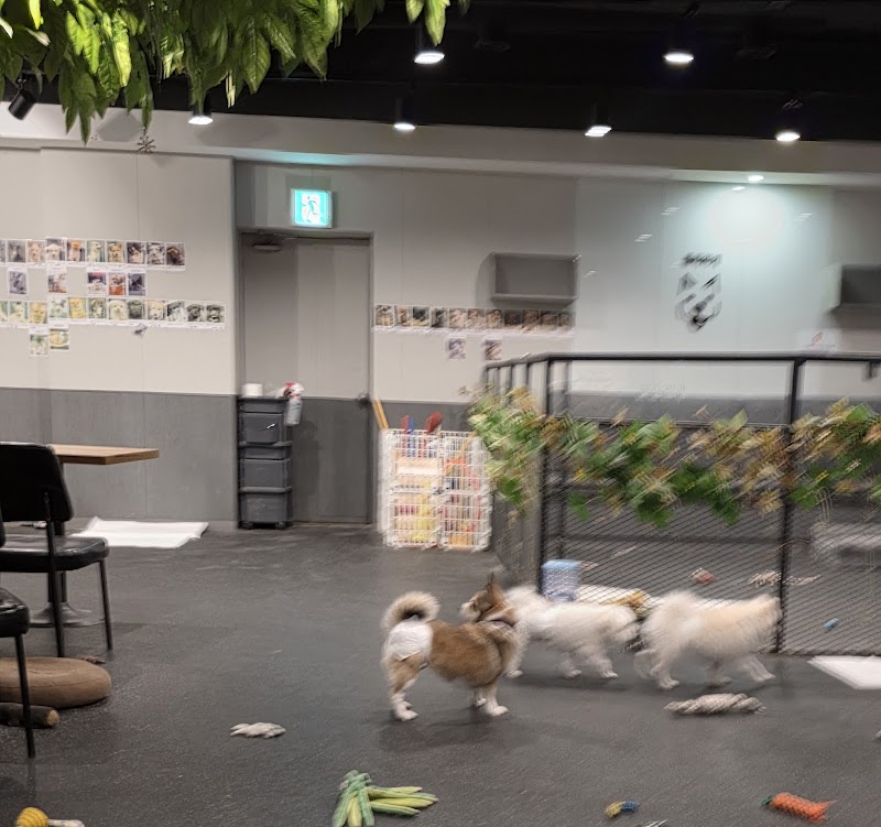 꽃길걷개 반려동물 동반 카페