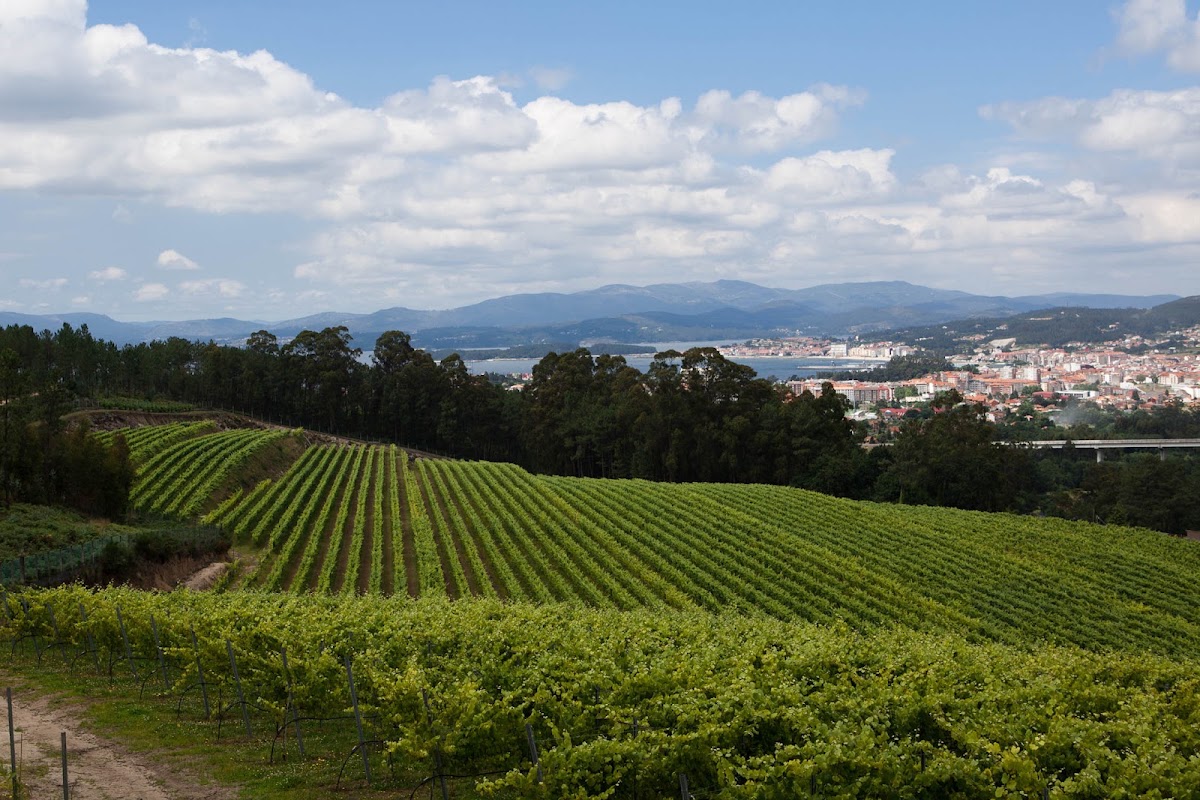 Terras de Lantaño - Albariño D.O. Rías Baixas