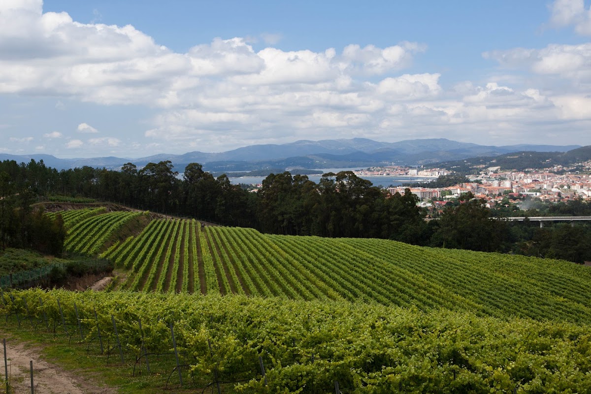 Terras de Lantaño - Albariño D.O. Rías Baixas