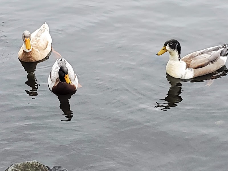 Steel Lake Park photo 4