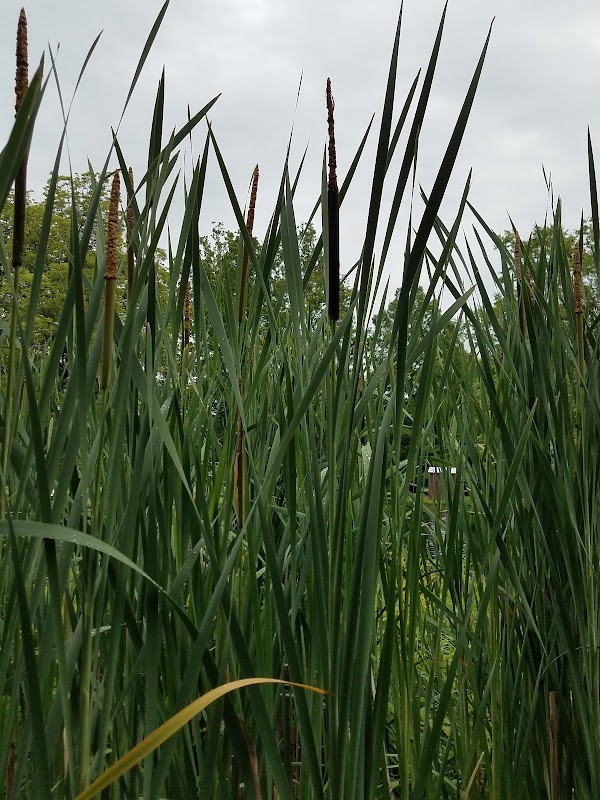 Photo by Jeanne Parks