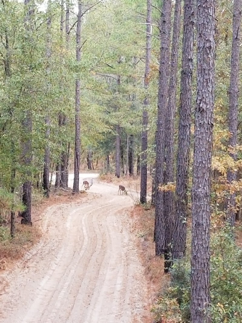 Blackwater Hunting Services - Photo 3
