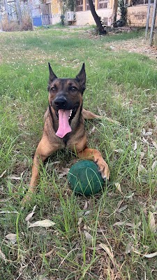 טבע הכלב - אילוף כלבים עדי חזות