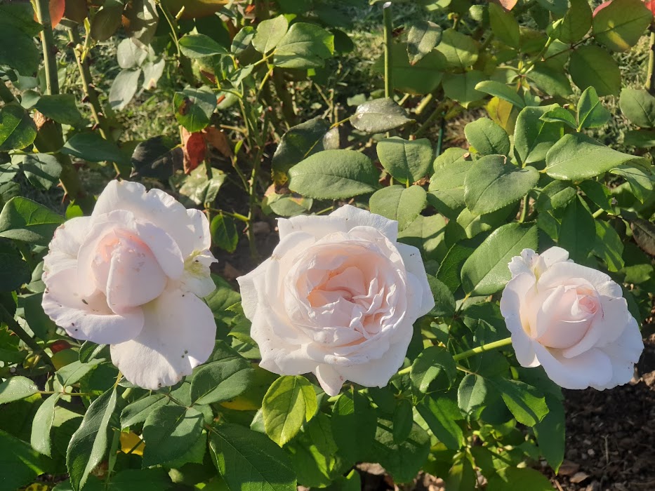 Roseto comunale fotoğraf 1