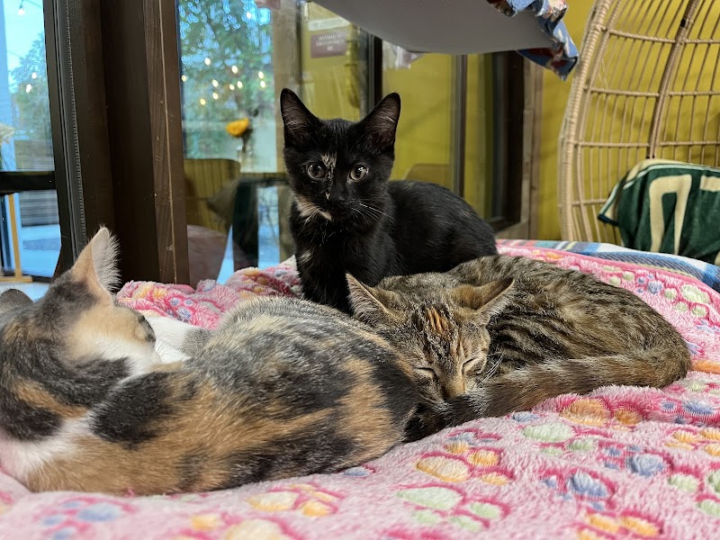 Wired Whisker photo 4