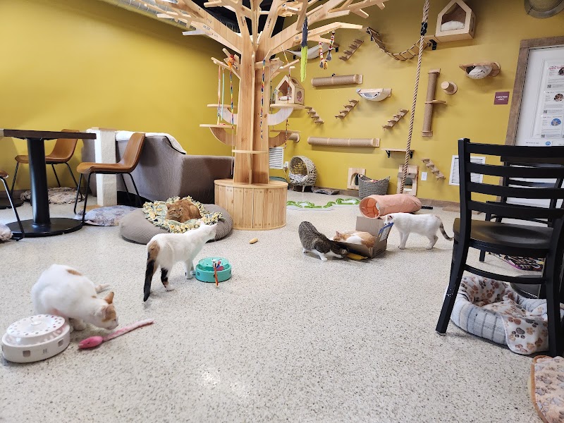 Wired Whisker photo 4