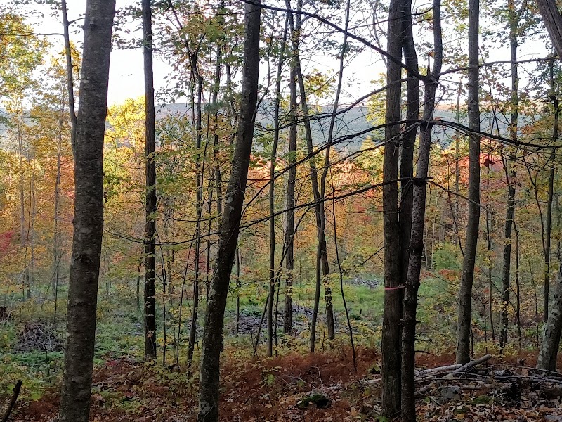 Mountainside Disc Golf photo 2