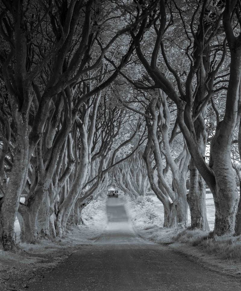 The Dark Hedges