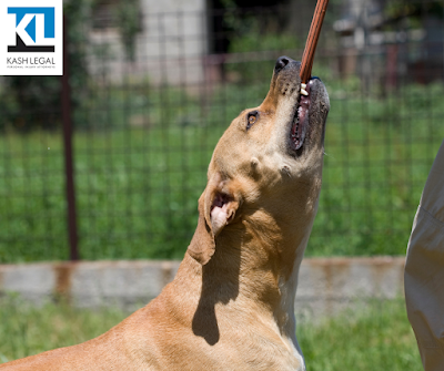 Kash Legal Group - San Jose Personal Injury and Accident Lawyers - Car accident lawyer in San Jose