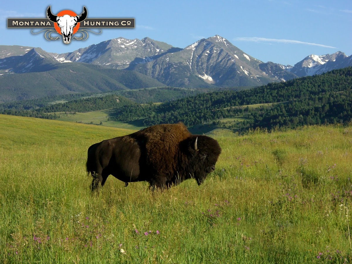 Montana Hunting Company