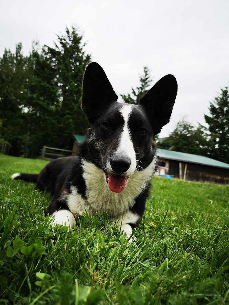 Pemberton Veteribnary Hospital