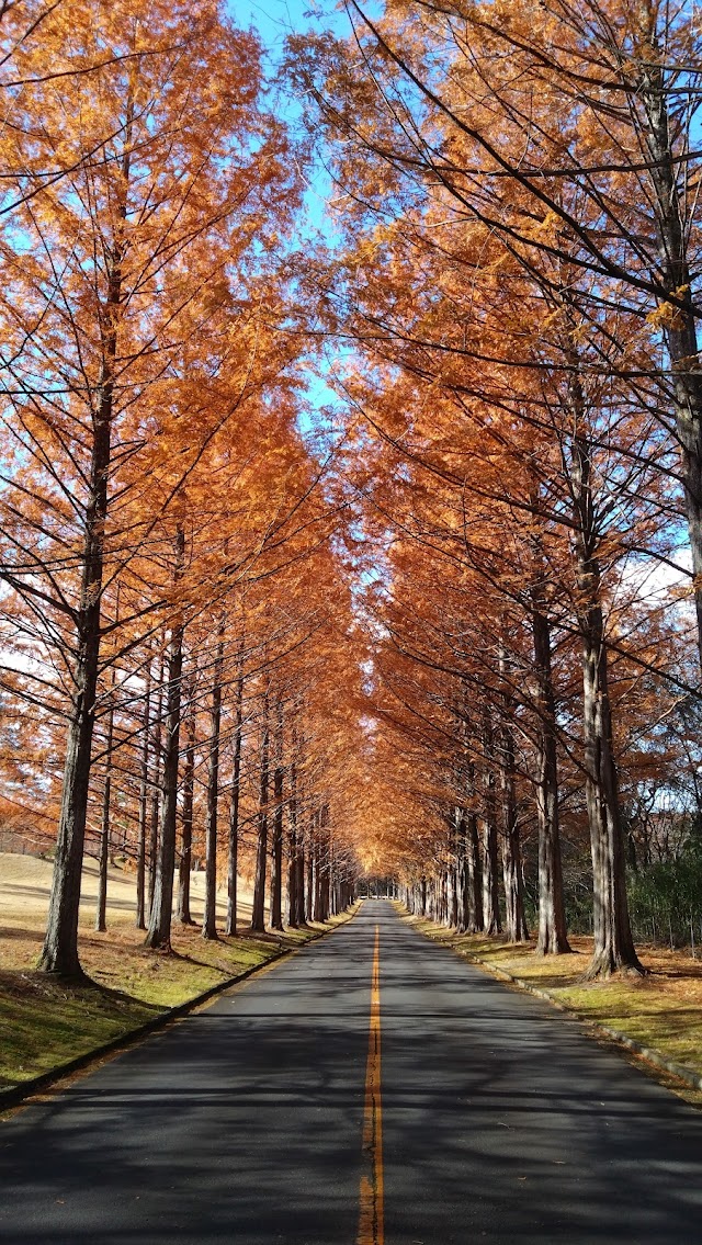 Izumi International Golf Club - Photo 6