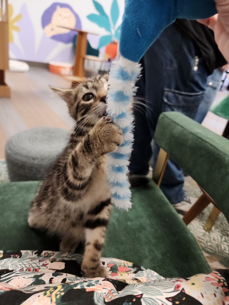 Kitty Brew Cat Café photo 3