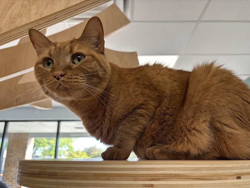 Kitty Brew Cat Café photo 4