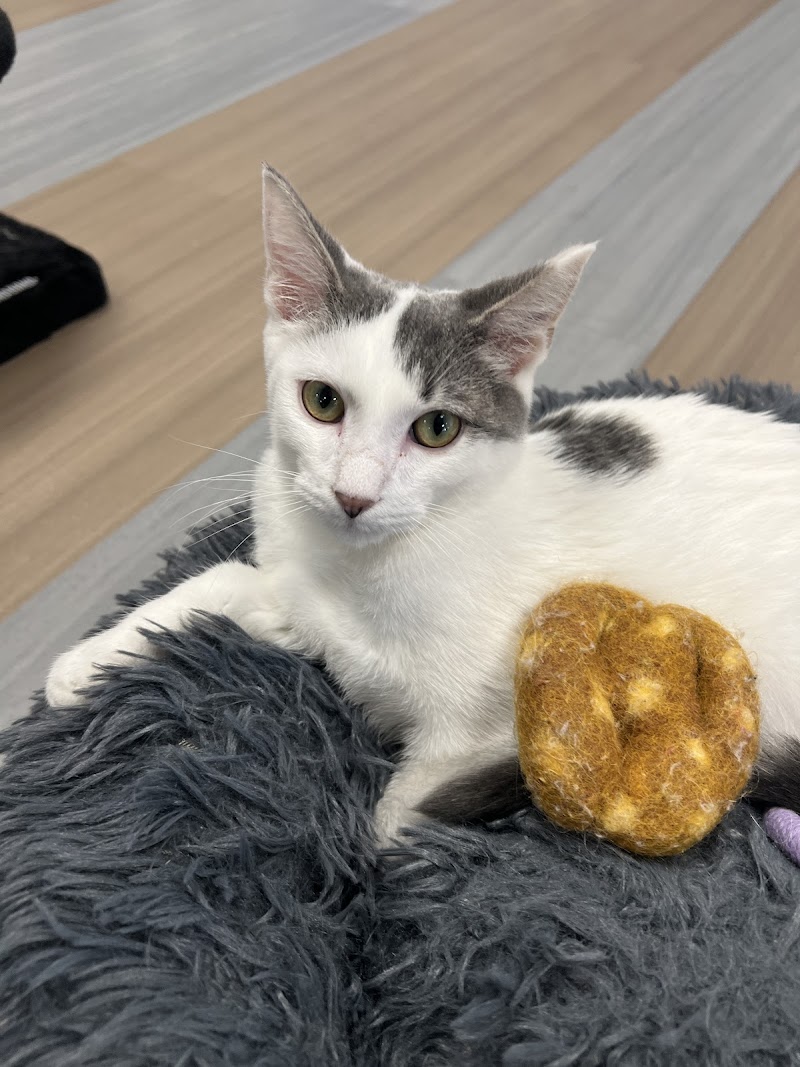 Kitty Brew Cat Café photo 2