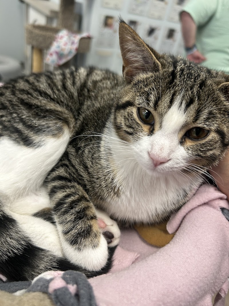 Kitty Brew Cat Café photo 1