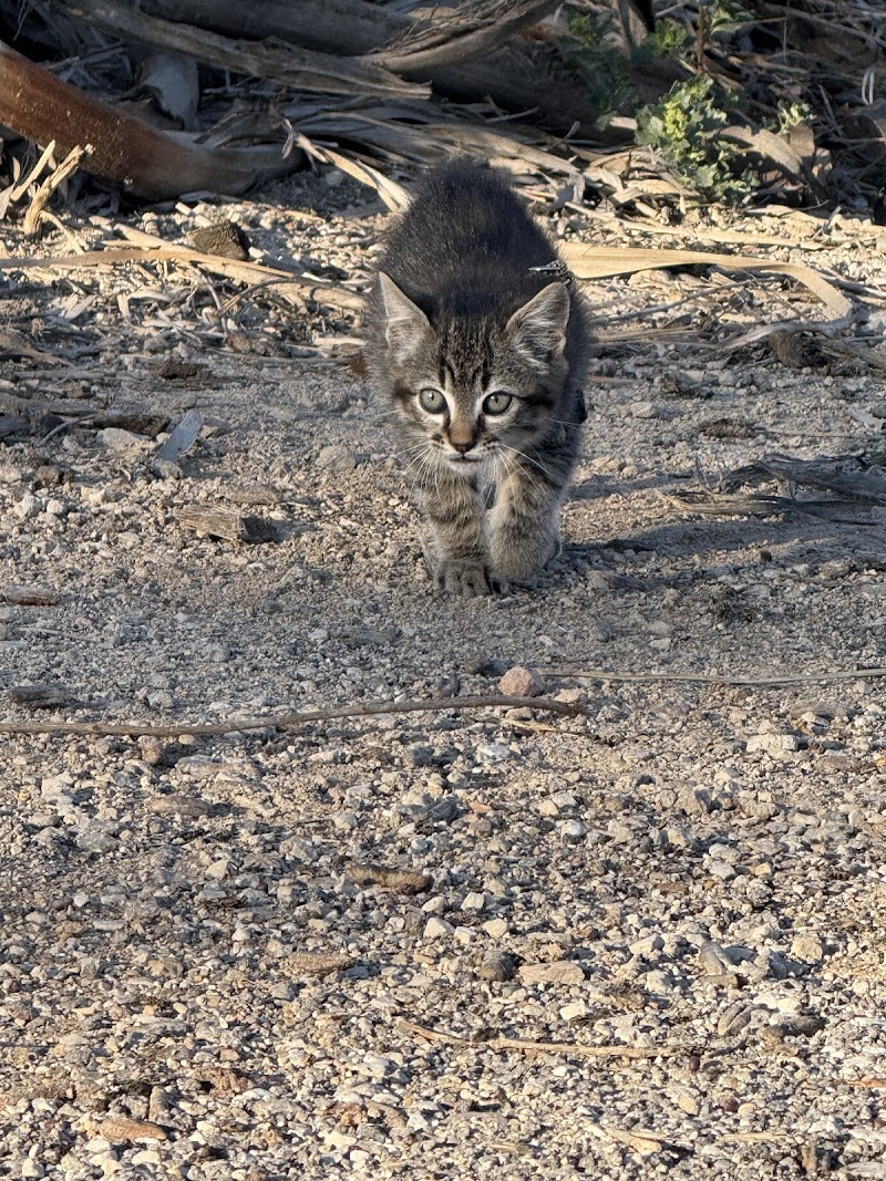 Clínica veterinaria 4 patas