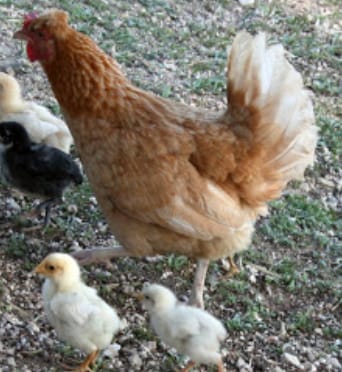 Consultorio Veterinario Granero del Gallego